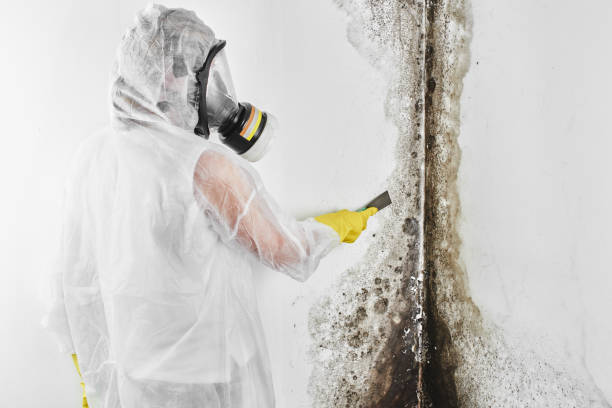 Best Toxic Mold Removal  in Franklin, TN