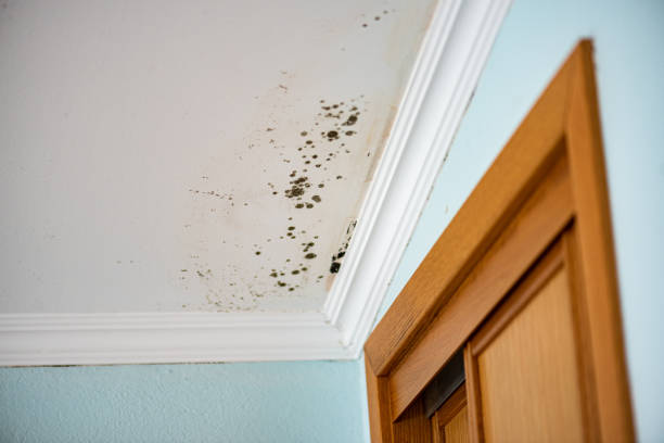 Best Commercial Mold Removal  in Franklin, TN