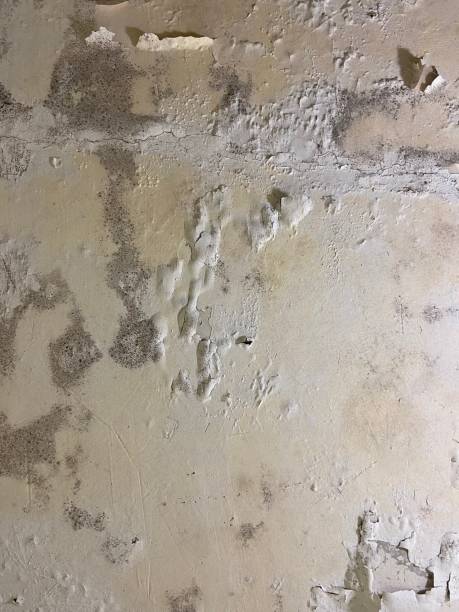 Best Black Mold Removal  in Franklin, TN