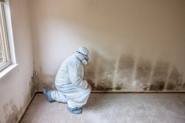 Best Attic Mold Removal  in Franklin, TN